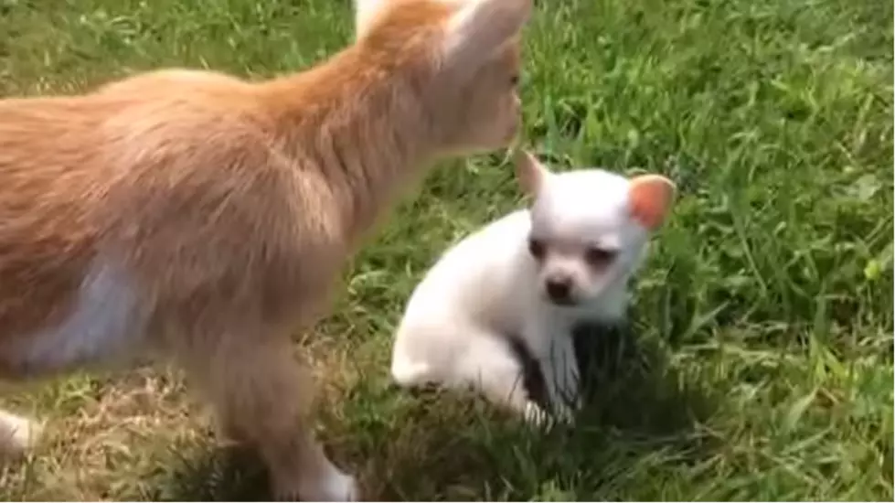 Watch: Maine Baby Goats and a Chihuahua Pup