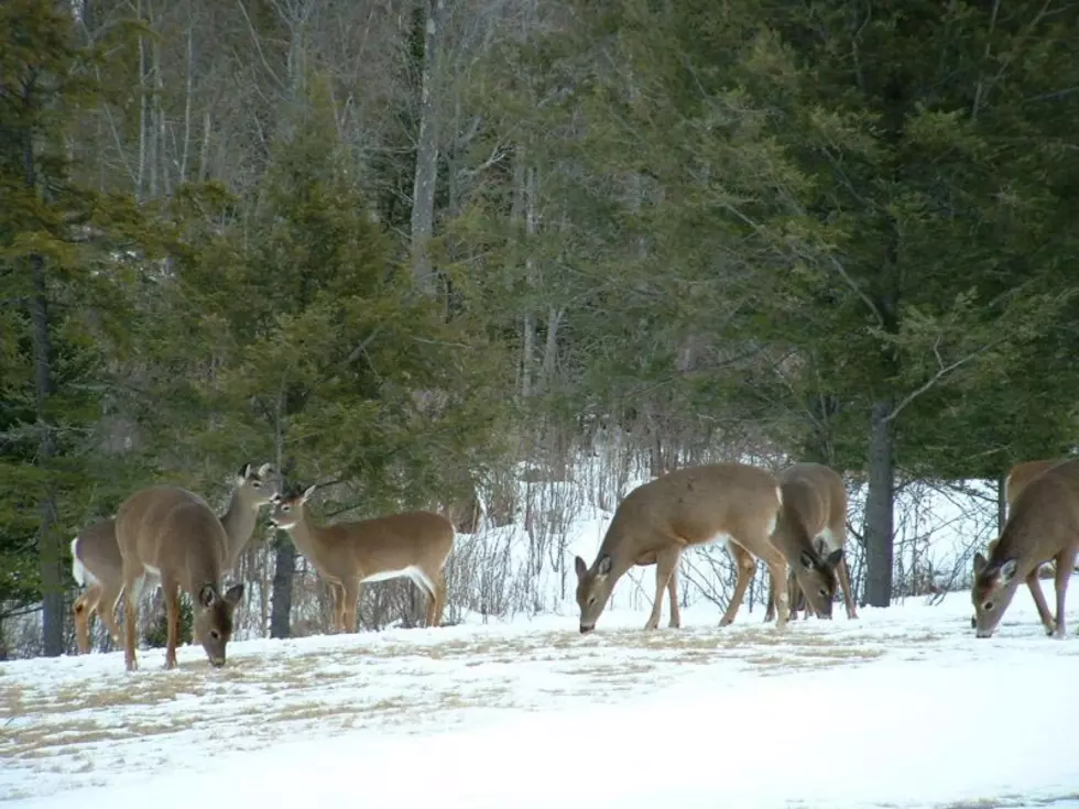 Maine “Any-Deer” Permit Lottery Results Are In