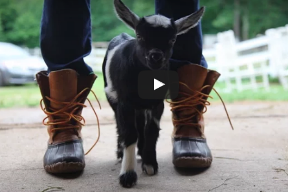 WATCH: Wicked Adorable Maine Baby Goats Hopping Around Will Make Your Monday