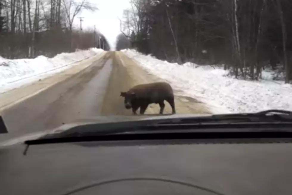 Flashback: On the Loose in Northern Maine!