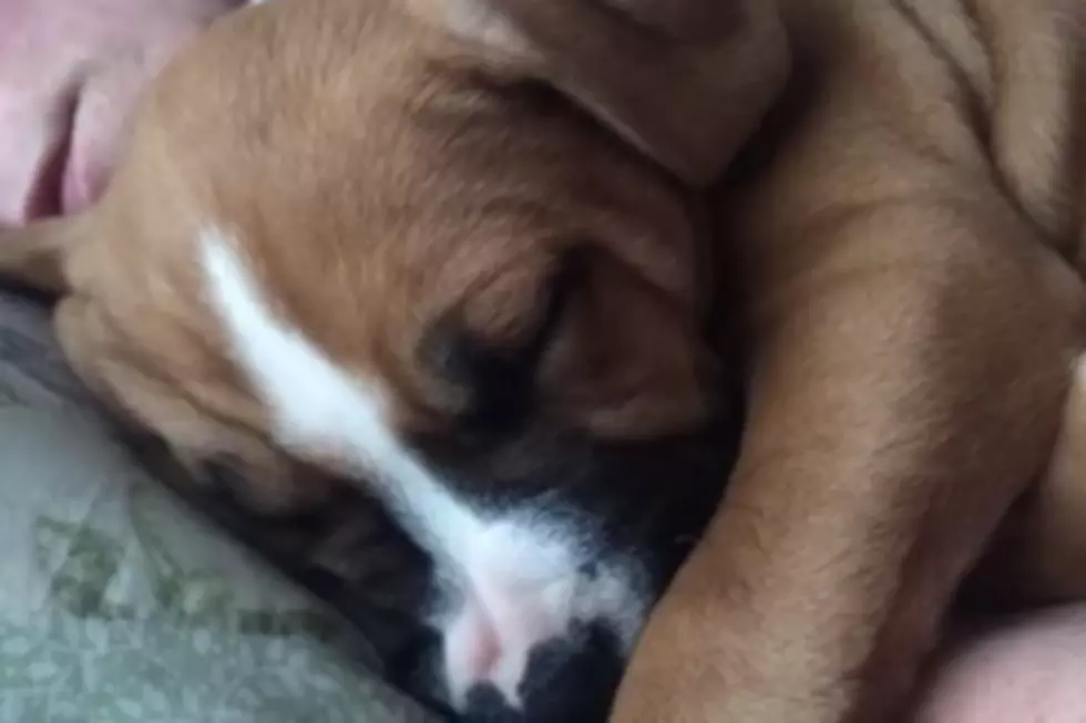 WATCH:  Snoring Maine Pit Bull Is All We Need for National Puppy Day