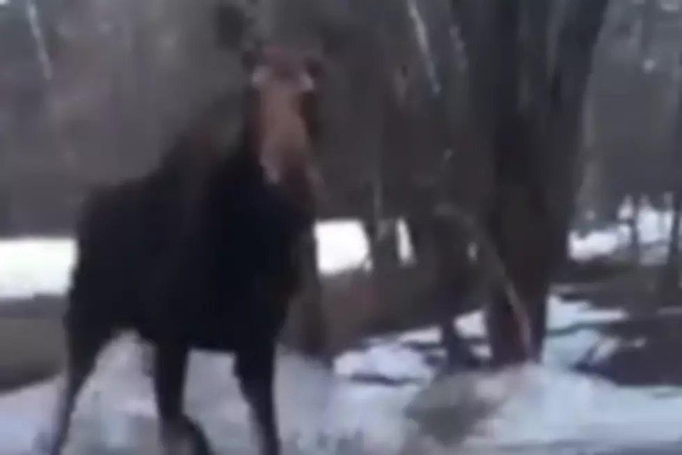 WATCH: Moose on the Loose in Wells!