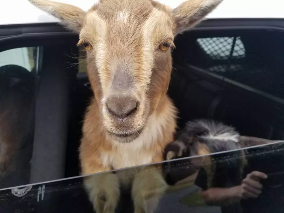 Rogue Goats Once Again End Up In A Belfast Police Cruiser