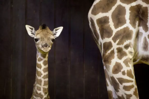 April the Giraffe&#8217;s Baby Finally Has a Name [VIDEO]