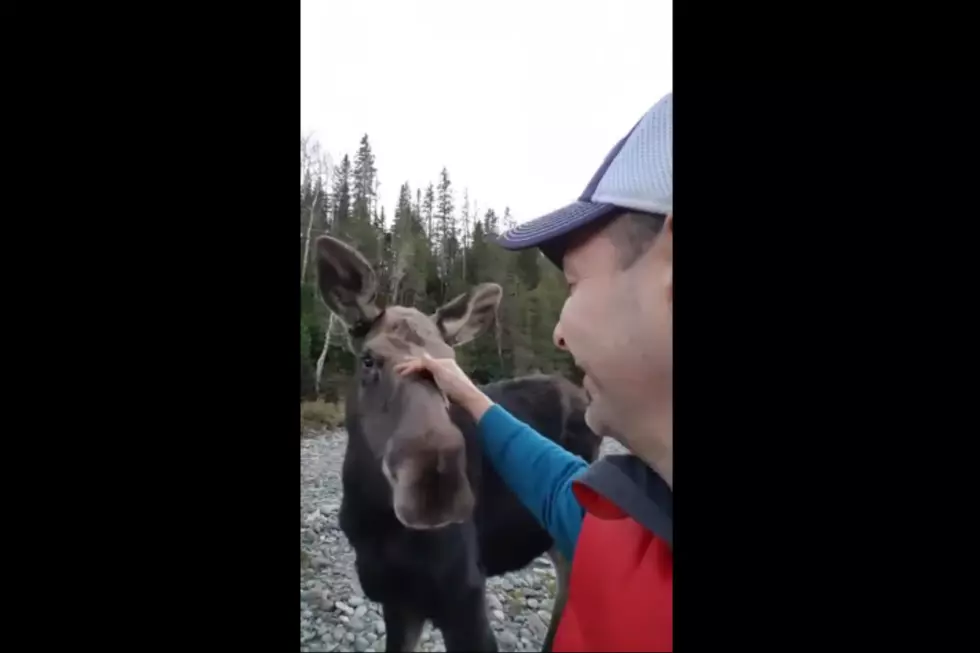 A Maine Neighbor Gets Close to a Moose…Can You Guess What Happens Next?