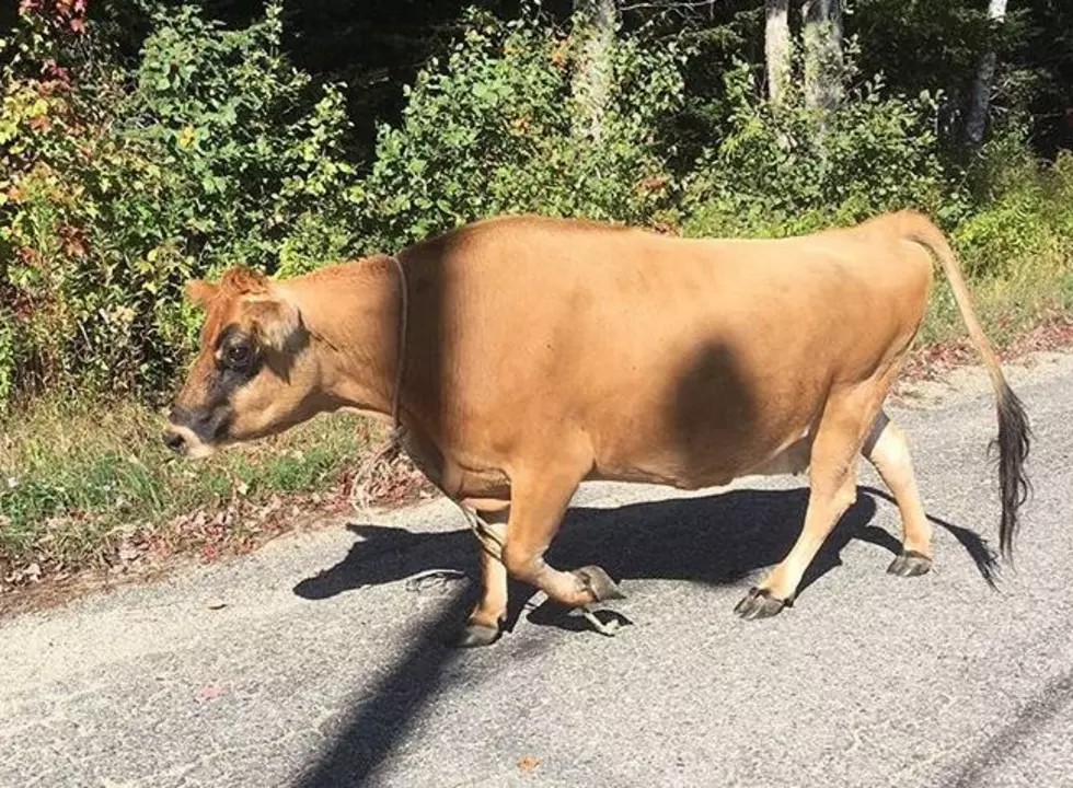 “Bull At Large” in Harrington This Weekend Has Been Caught
