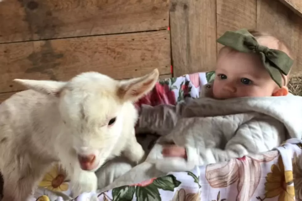 WATCH: Maine Baby Goats…Now With a Baby