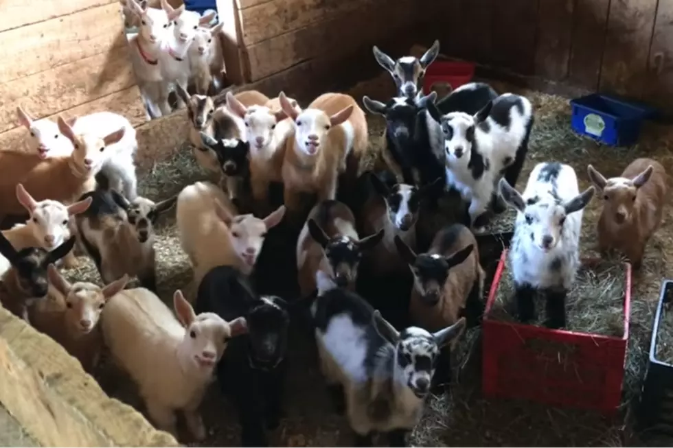 What’s More Adorable Than a Maine Baby Goat? 53 Maine Baby Goats