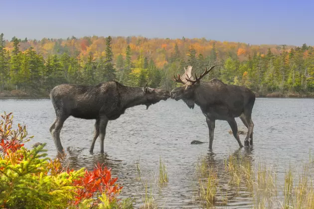 Maine Moose Permit Lottery Deadline Is Coming Up, Register Here