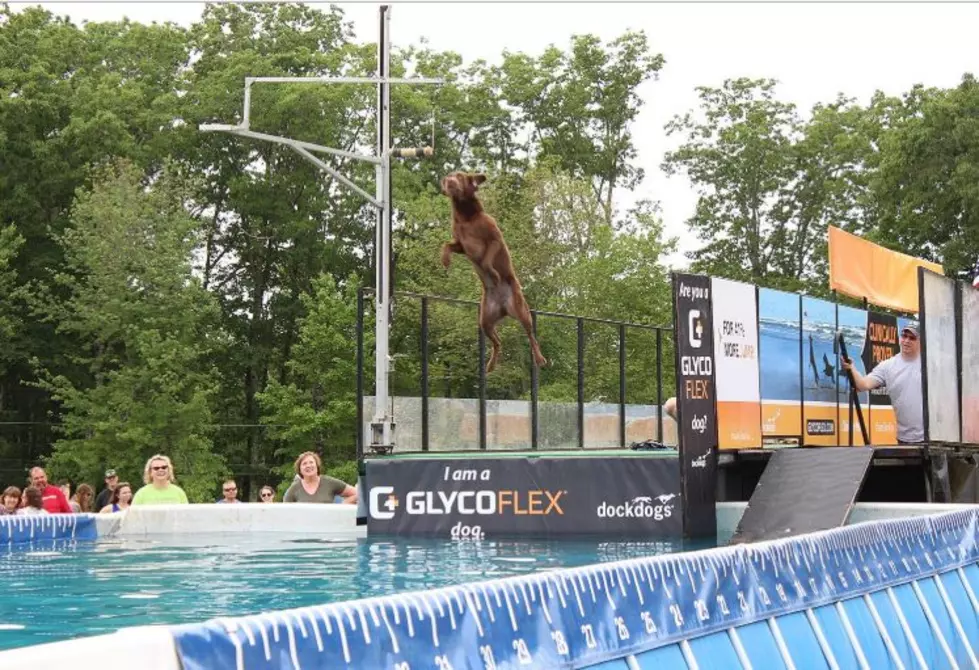 Hops and Hounds: The Dock Dogs Competition Will Blow Your Mind