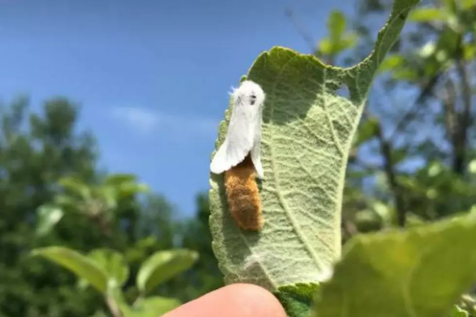 Mainers, Those Awful Browntail Moths Are Back