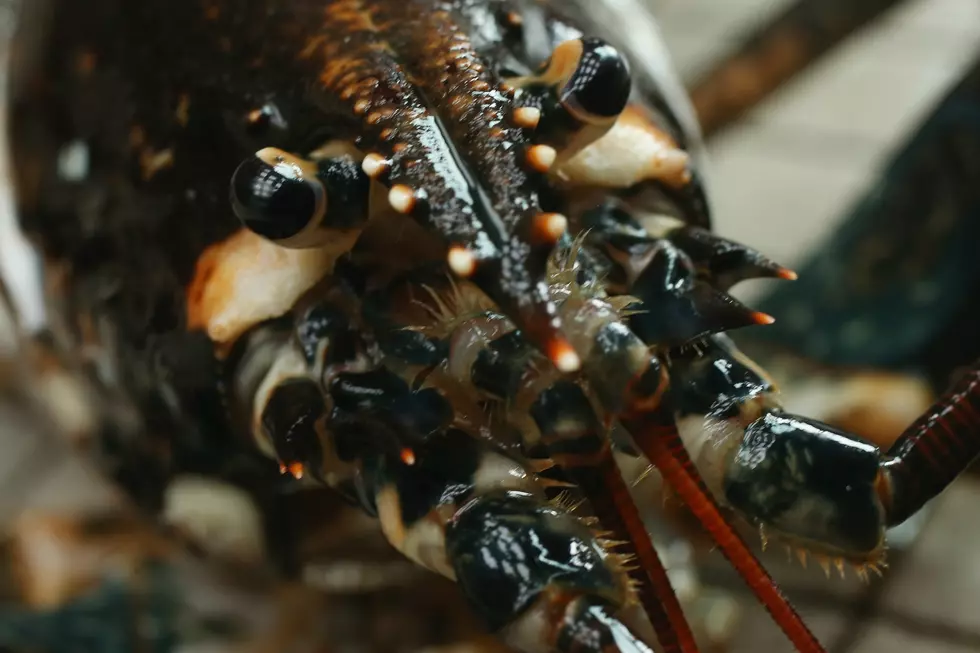 Check Out These Wild Photos of a Monstah Lobstah Caught in Maine
