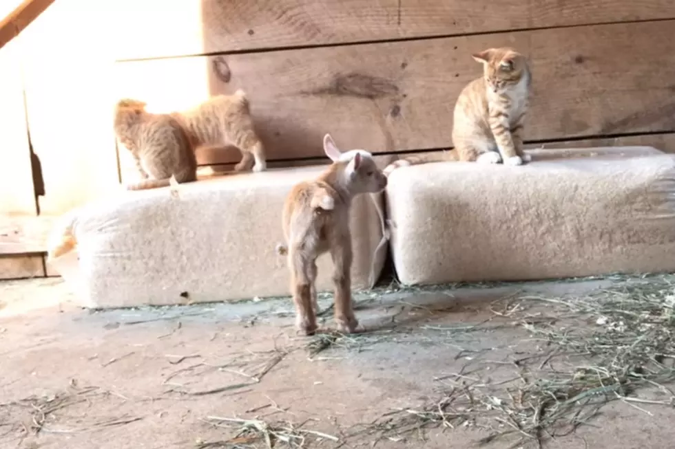 Newborn Maine Goat Playing With Kittens Will Make Your Monday