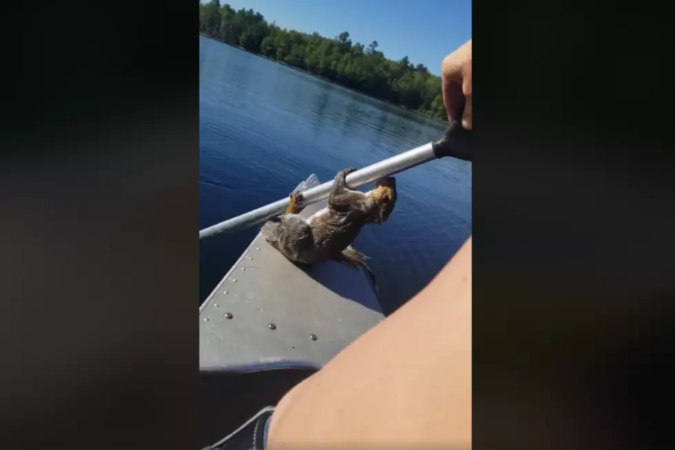 WATCH: Maine Man Saves Tired Swimming Squirrel