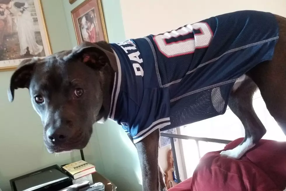 Pets Pride of the Week is Rufus, the Lovable New England Fan