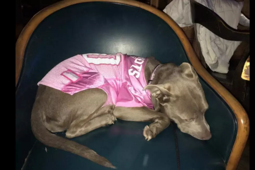 Check Out the Pets Pride of the Week: River the Die-Hard New England Fan