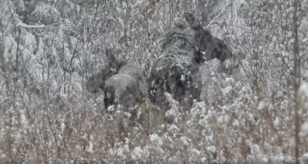 Wicked Pretty: Maine Moose Feeding In This Week’s New Snow