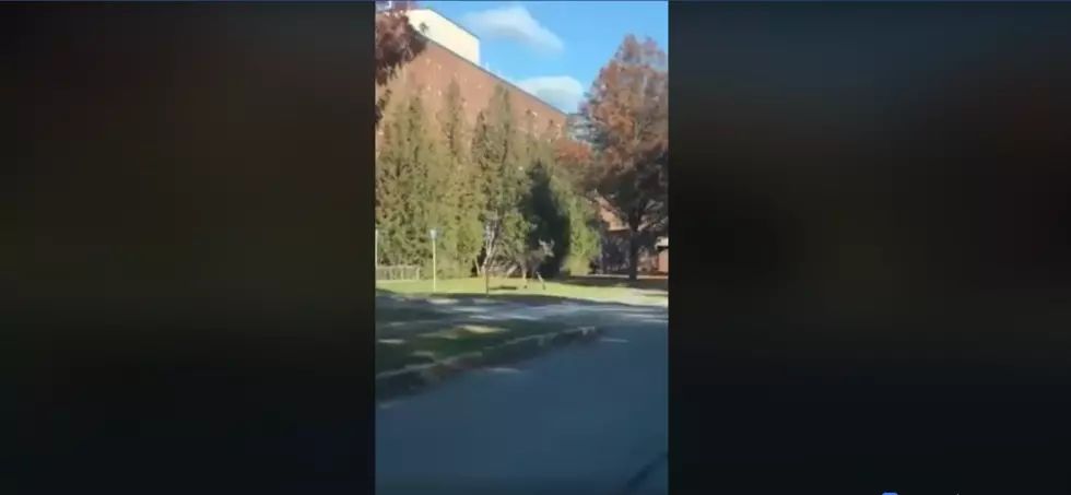 WATCH: Moose on the Loose at the University of Maine