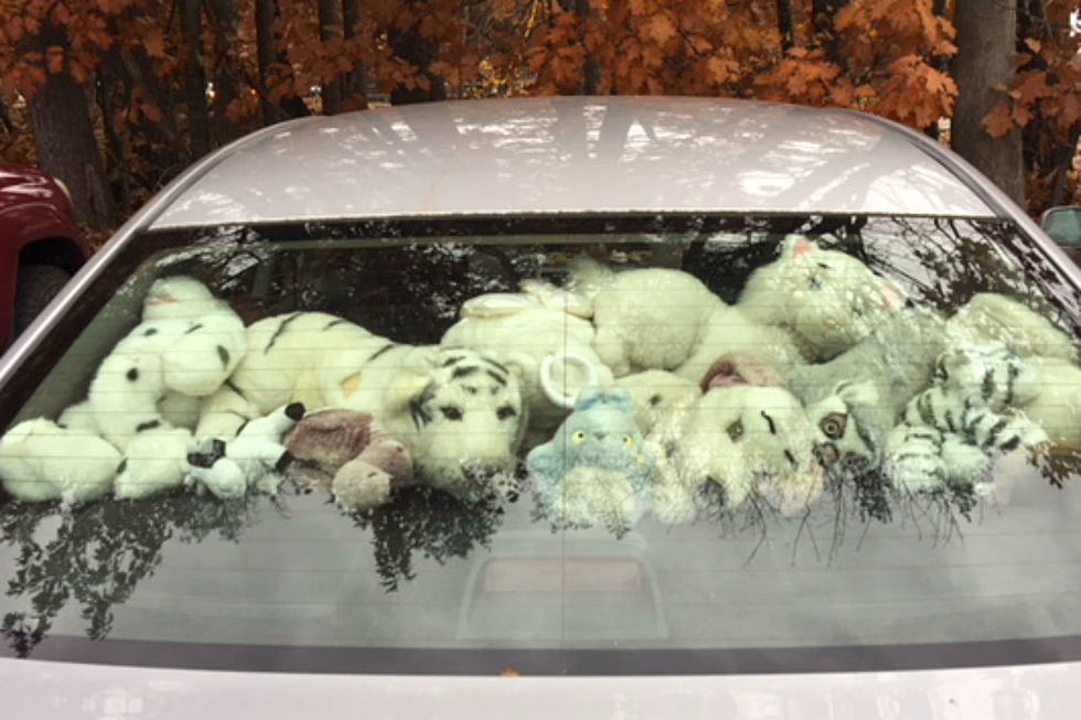 Rear Window Stuffies, Is It a Maine Thing?