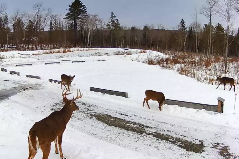 WATCH: Maine Deer Show Up Early For Suppah at the Pantry