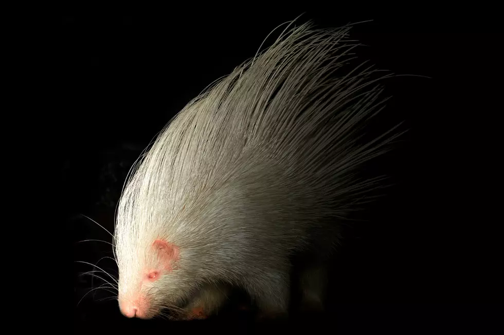 Check Out This Baby Albino Porcupine Spotted In Maine [VIDEO]