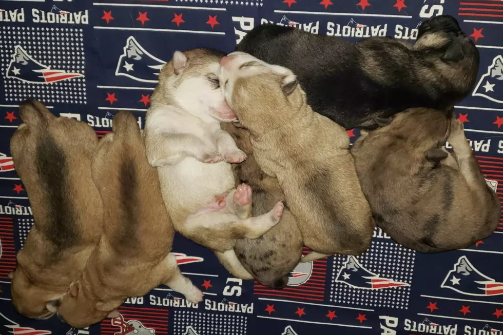 These Adorable Puppies All Love New England Football