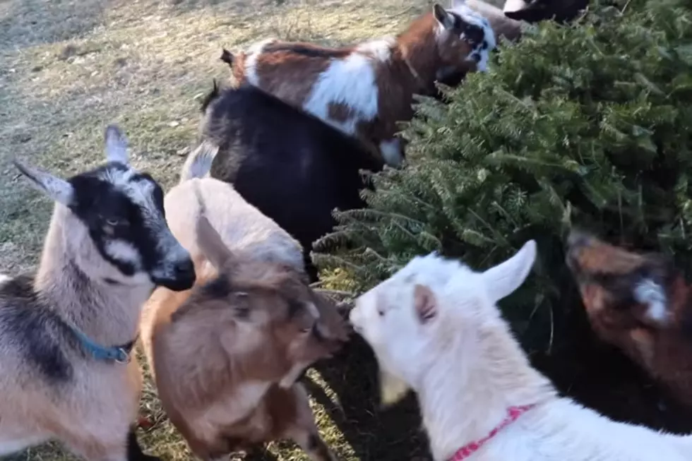 WATCH: Maine Goats Chow Down on Christmas Tree