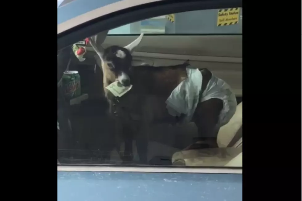 You Have To See This Diaper Wearing Goat In A Car Eating Money In NH