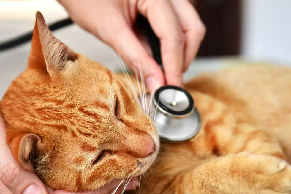 U.N.E. Pharmacy Students Volunteer to Care for Kitties