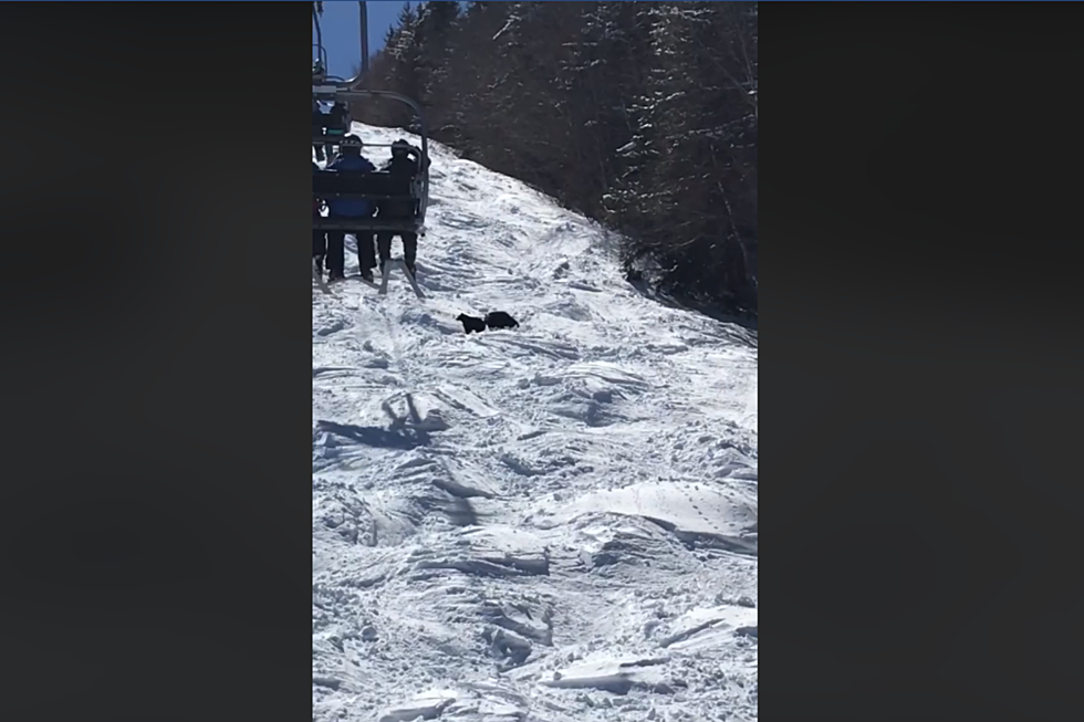 WATCH: Mama & Baby Maine Bears Visit Skiers at Sunday River