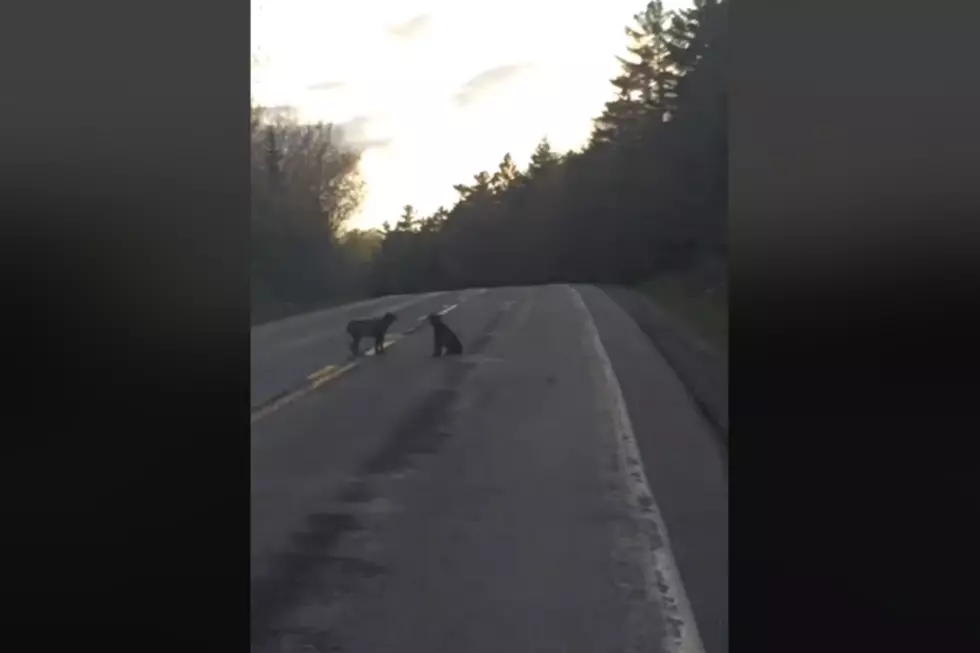 You Gotta See And Hear The Unholy Cries of These Maine Cats [VIDEO]