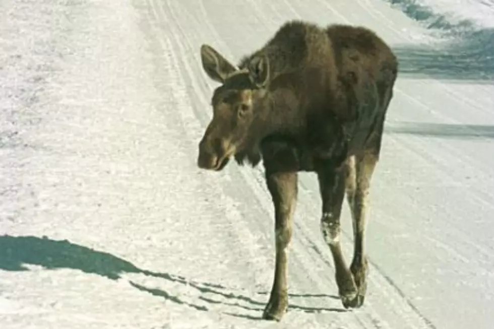 You Will Soon Be Able To Donate Your Moose Hunting Permit to Vete