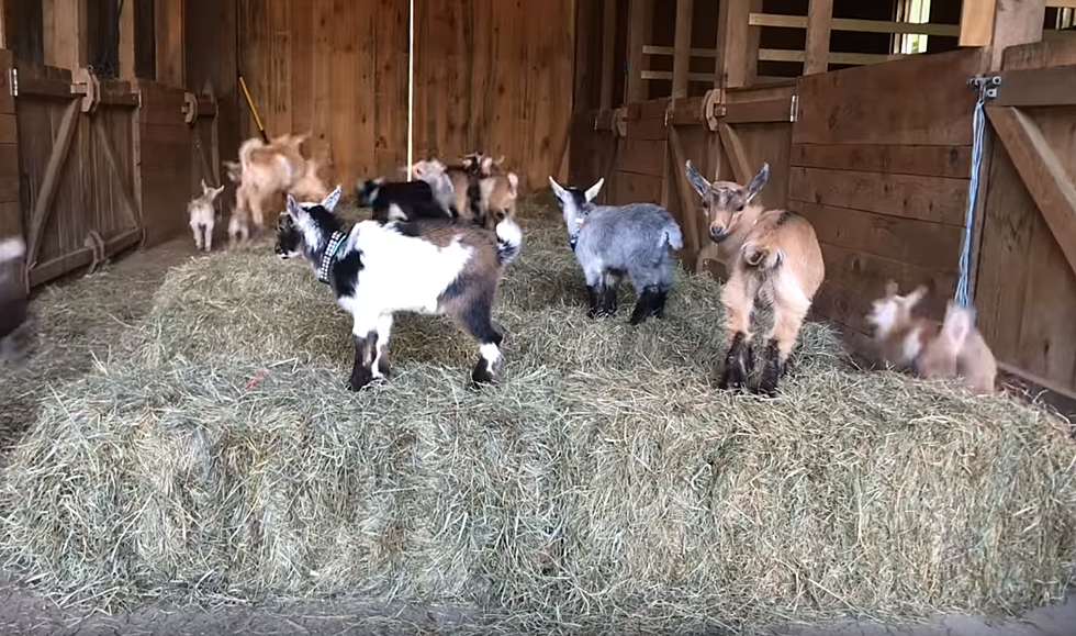 Therapy Thursday: Impossibly Cute Maine Baby Goat Olympics