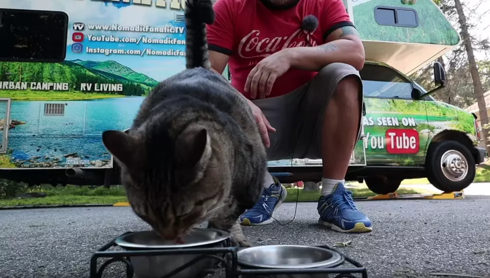WATCH: Maine’s Enchanting ‘Hobbit Land’ Explored By A Man & His Cat