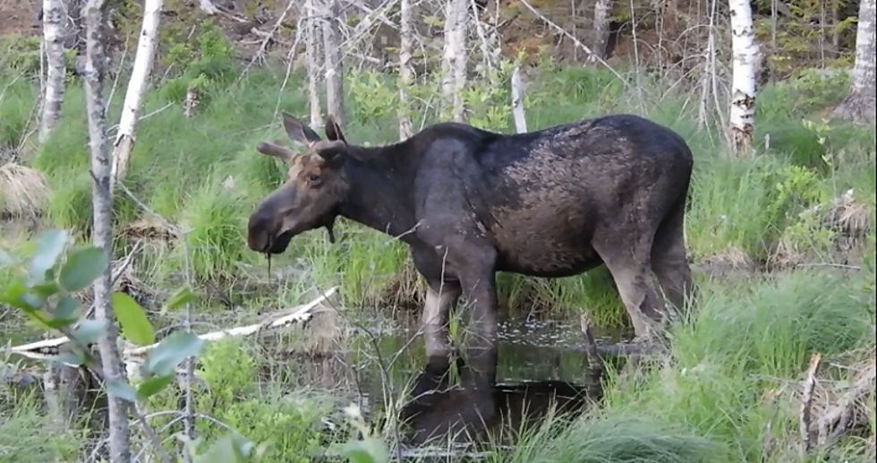 You Gotta See These Magnificent Maine Moose Videos