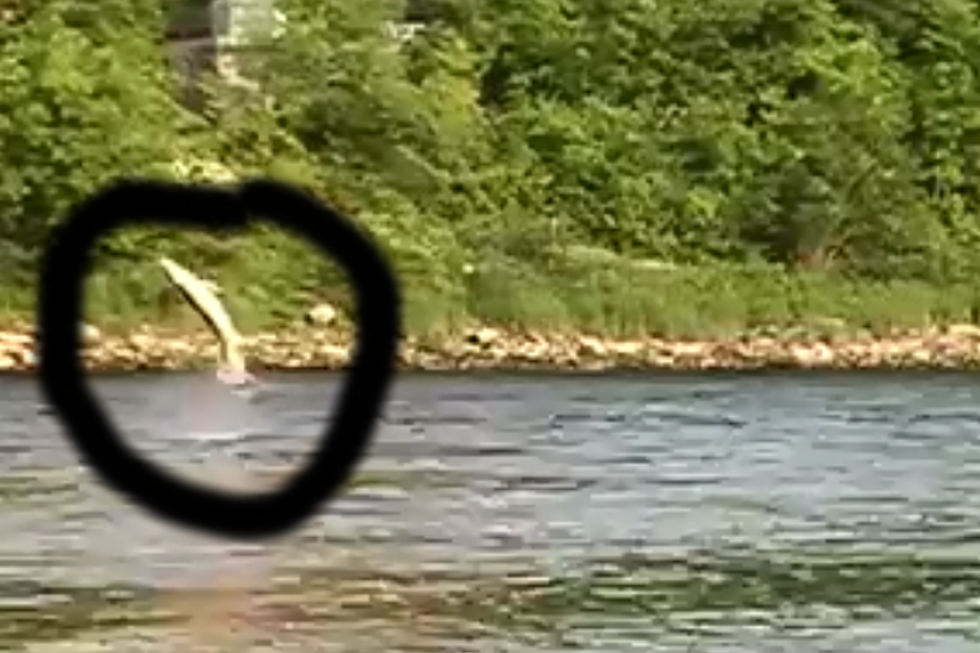 Ever Been Surprised By A Huge Jumping Fish Like This In Maine? [VIDEO]