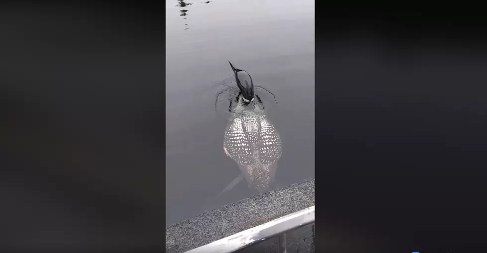 WICKED COOL: Check Out This Up-Close Maine Loon Encounter