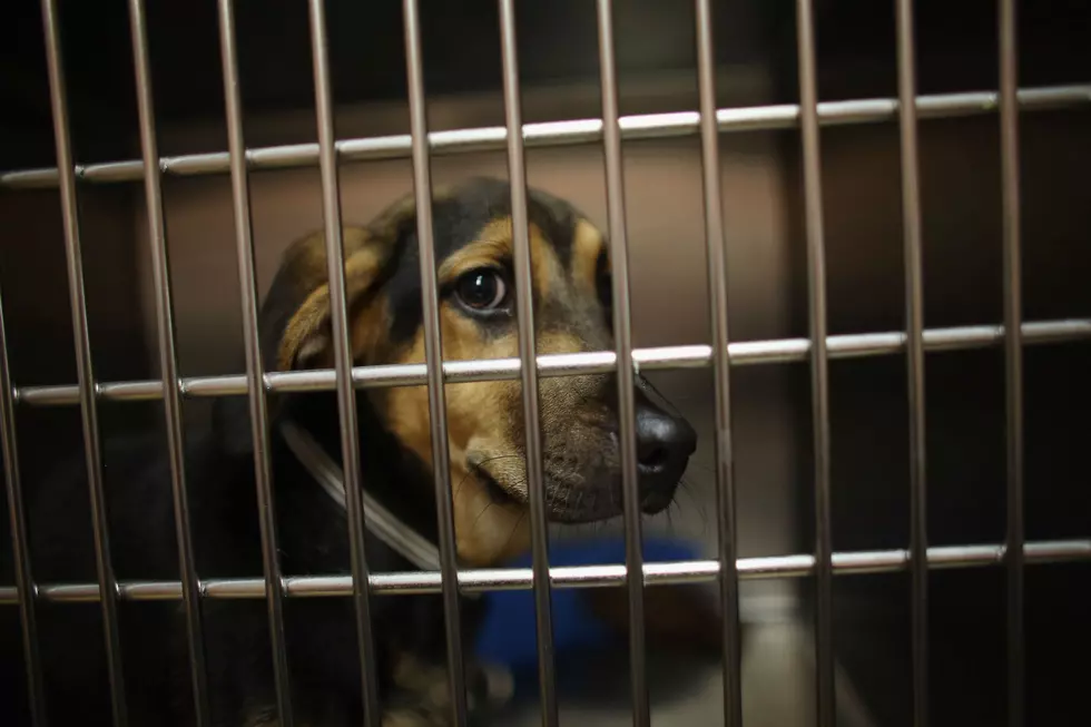 Maine Shelters Fill With Lost Pets Because Of Fireworks