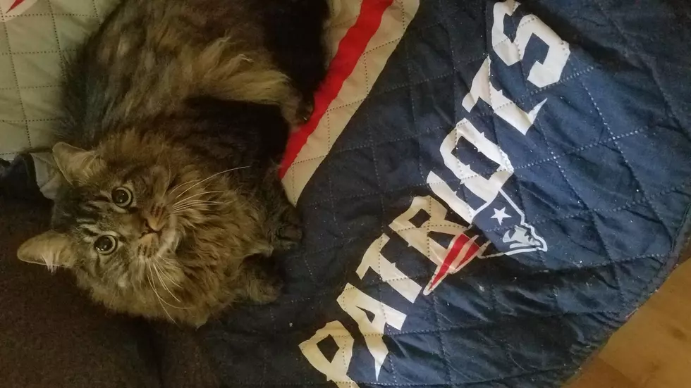Pets Pride of the Week: Bandit Is a New England Football-Loving Cat