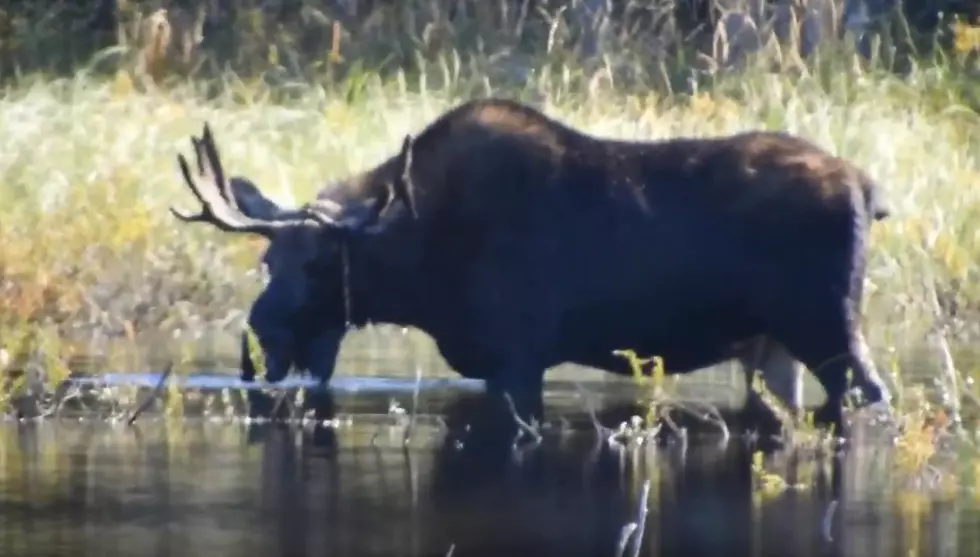 Check Out New Up-Close Videos Of Big Maine Bull Moose