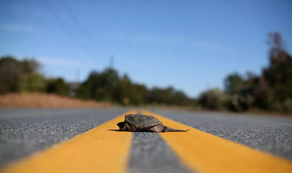 5 Ways Mainers Can Help Turtles In The Road