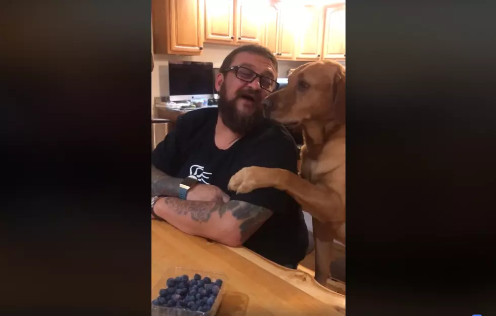 Polite Maine Dog Really Loves Blueberries [VIDEO]