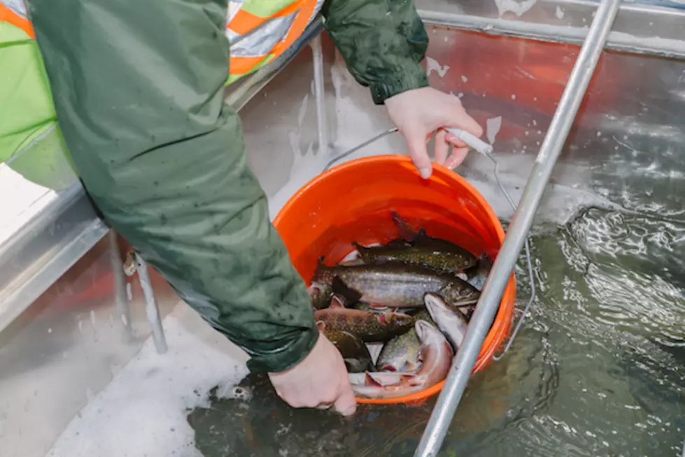 You Could Score ‘Backstage Passes’ to a Maine Fishery