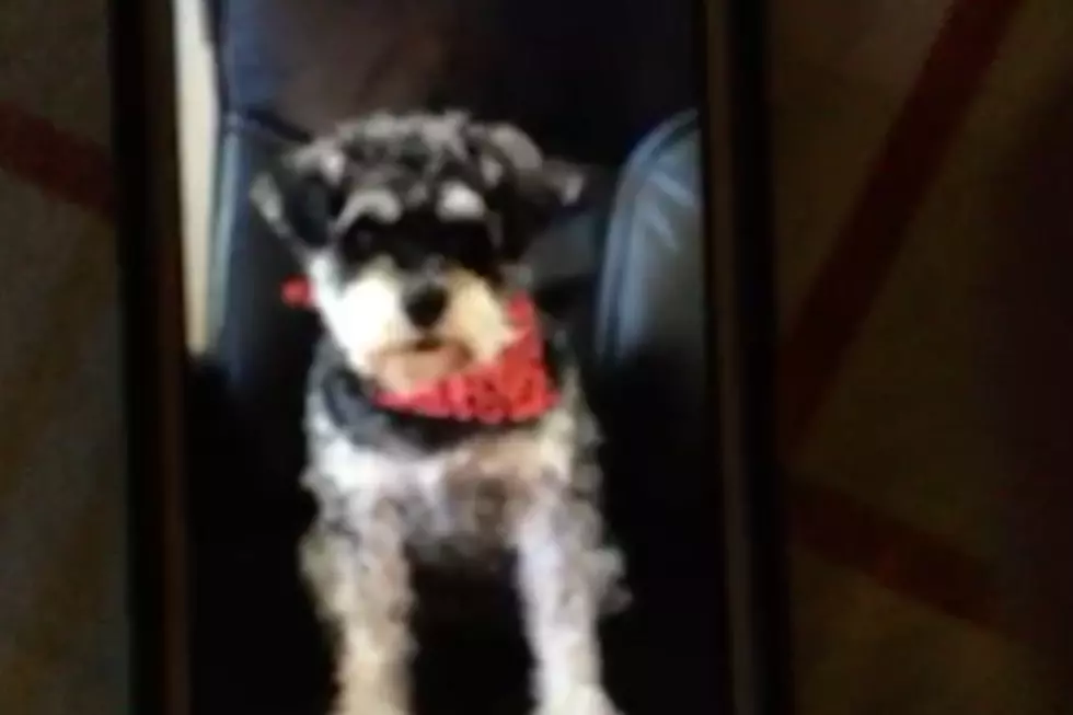 Pets Pride: Watch This Pup Give Some Advice to Bill Belichick