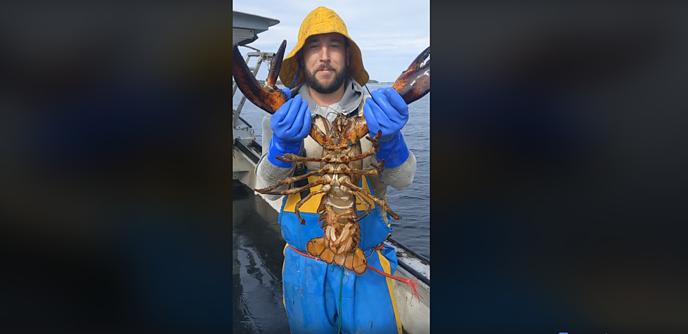 Watch: Maine’s Sternman Brings The Funny With Wicked Big Lobstah