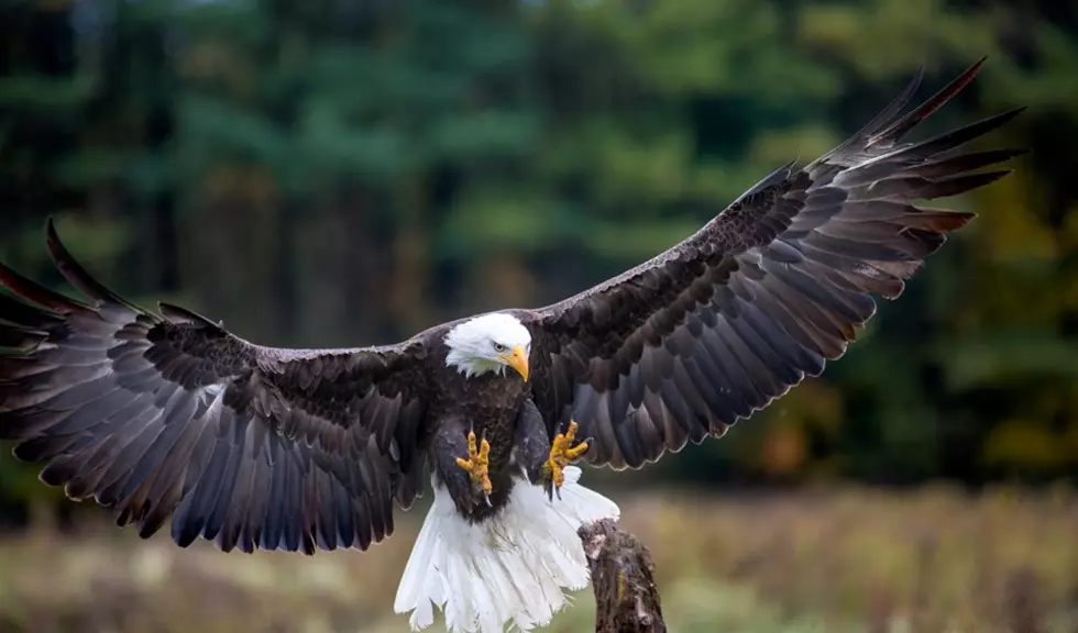 How Many Bald Eagles Are There in Maine?