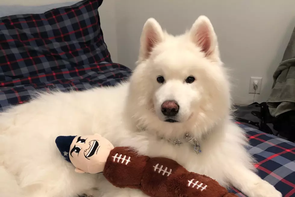 Pets Pride: New England Dog Has Squeaky Toy for When Team Scores