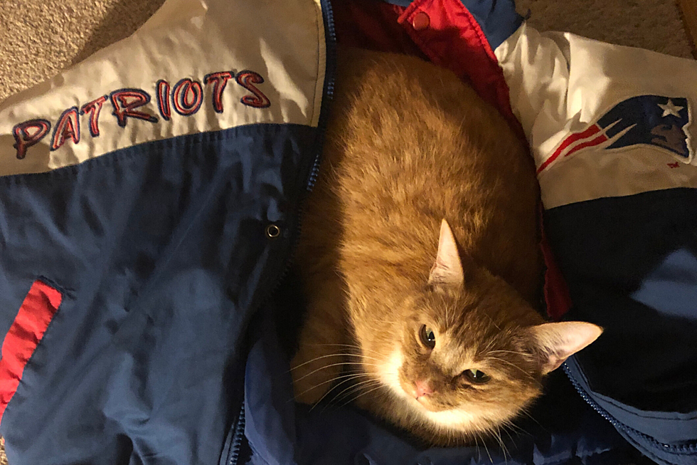 Pets Pride: Cat Loves to Watch New England Football from a Jacket