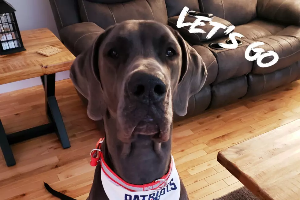 Pets Pride: Great Dane Barks for New England Football Touchdowns