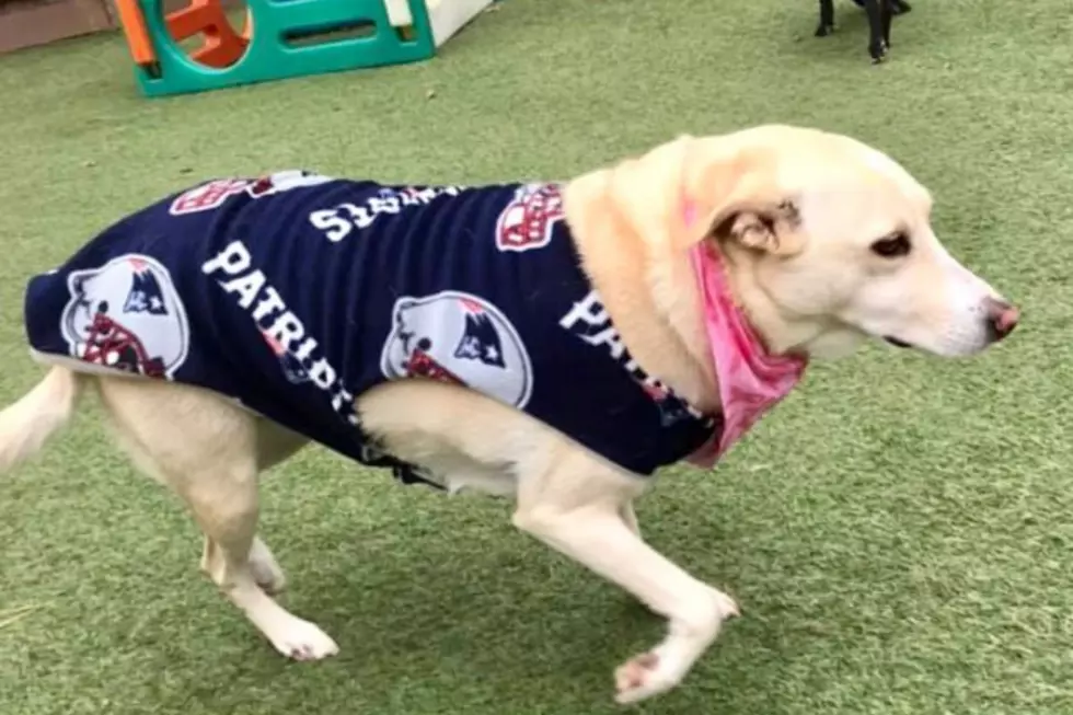 Pets Pride: Dog Is a Huge New England Football Fan